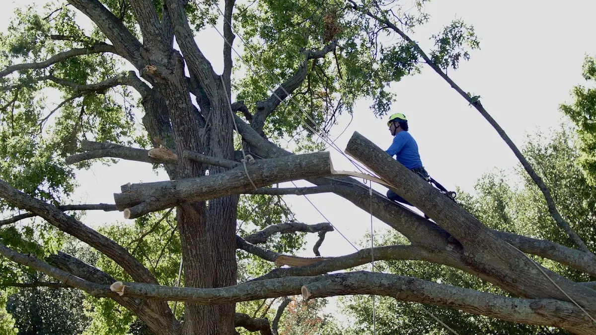 Professional Crown Thinning performed by certified arborists in Bristow