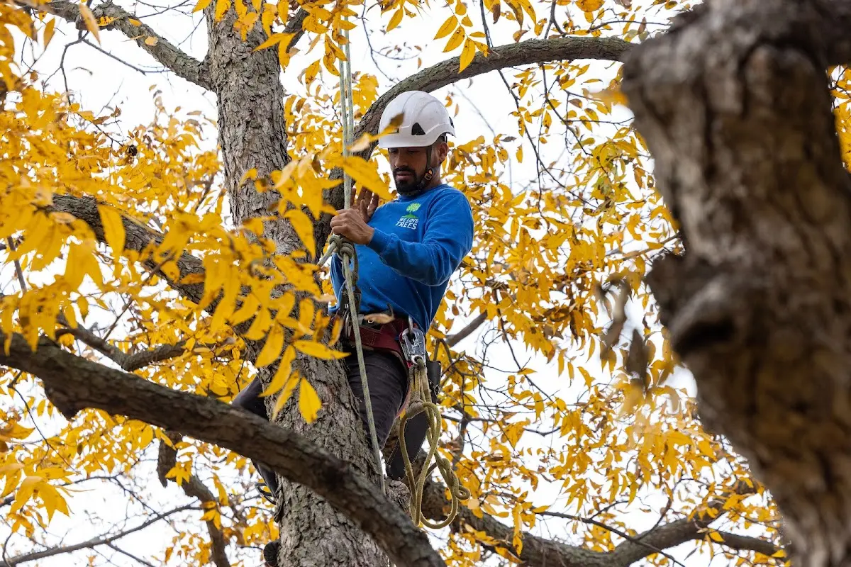 Skilled Tree Trimming crew working in Bristow
